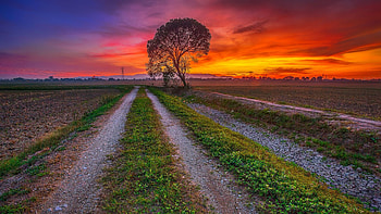 Sunset over the field, sky, tree, rows, landscape, clouds, colors HD wallpaper