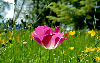 Grass, Flower, Macro, Petals HD wallpaper