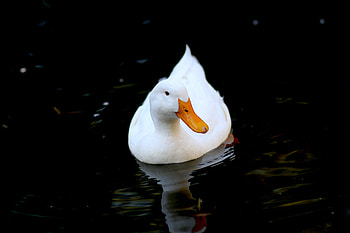 White duck, bird, swim HD wallpaper