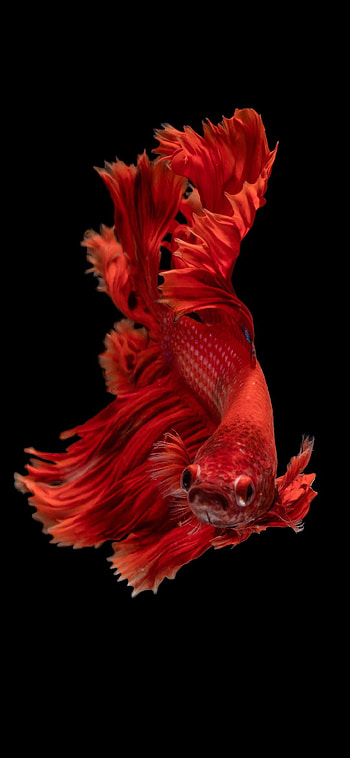 Red Siamese fighting fish , Vivid underwater beauty, high definition , Exquisite fish species HD phone wallpaper