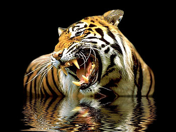 Animals, Tigers HD wallpaper