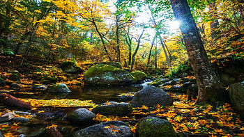 The Fairy Ponds of Ashland, Oregon, water, leaves, fall, autumn, trees, colors, usa HD wallpaper