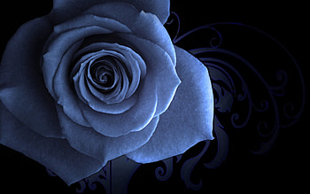 Background, Patterns, Flower, Macro, Rose Flower, Rose, Petals HD wallpaper