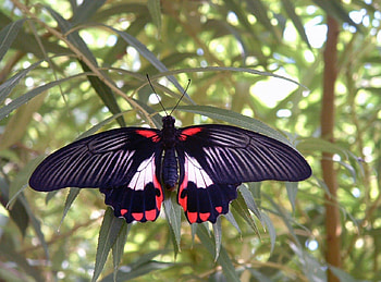 Butterfly, butterflies, insects, nature, animals HD wallpaper