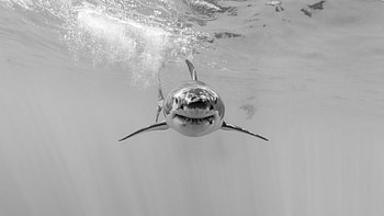 background , shark , Great white shark, Shark shark HD wallpaper