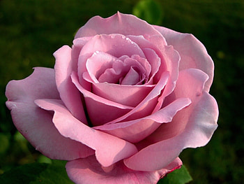 Plants, Flowers, Roses HD wallpaper