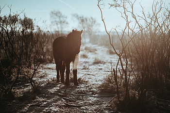 Bush, Dark, Shadow, Horse, Pony, Gee HD wallpaper