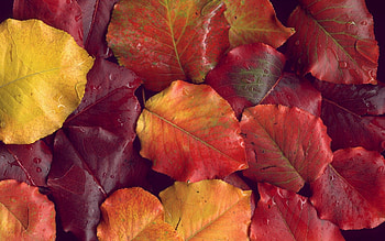 Nature, Autumn, Leaves, After The Rain HD wallpaper