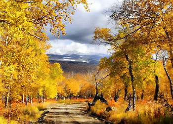 October road, yellow, trees, colors, autumn, road, orange, gold HD wallpaper