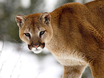 Animals, Puma HD wallpaper