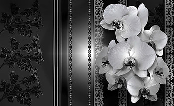 Black-white background, background, white, black, wall, beautiful, flowers, orchids HD wallpaper