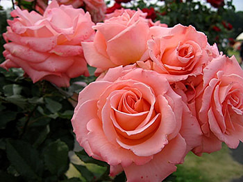 Pink Roses, pink, leaves, roses, petals, flower, green, nature, bunch HD wallpaper