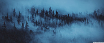 Dark Woods Aesthetic Ultra Background for : & UltraWide & Laptop : Multi Display, Dual Monitor : Tablet : Smart HD wallpaper