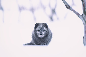 Animals, Snow, Fox, Grey, Animal, Arctic Fox HD wallpaper