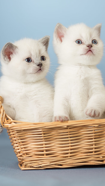 Cute Baby Cat, Kitten HD phone wallpaper