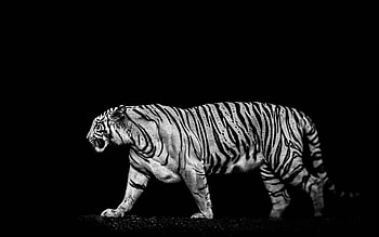 : Tiger Out of the Dark HD wallpaper
