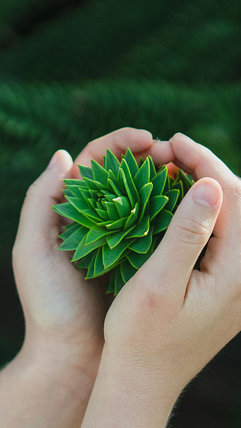 Green Flowers In Hand, hand, green flowers, nature HD phone wallpaper