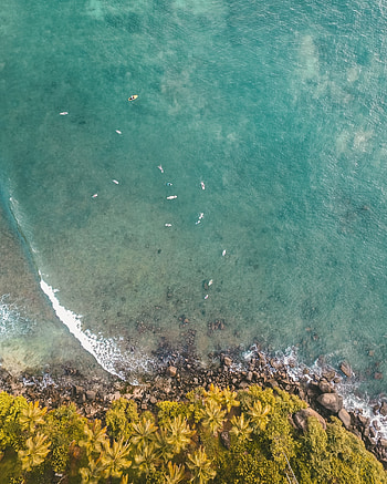 Coast, aerial view, sea, trees HD phone wallpaper