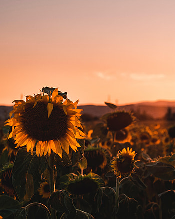 Flowers, Flower, Flowering, Bloom, Field, Sunflower HD phone wallpaper
