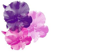 Purple Pink Pansy Background HD wallpaper