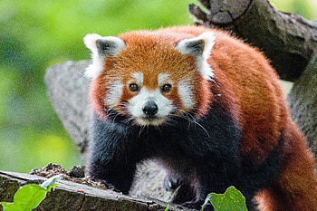 Animals, Muzzle, Sight, Opinion, Animal, Panda, Red Panda HD wallpaper