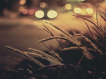 Grass, Lights, Macro, Glare HD wallpaper