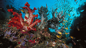 Marine life, Coral species, Underwater ecosystem, Vibrant colors HD wallpaper