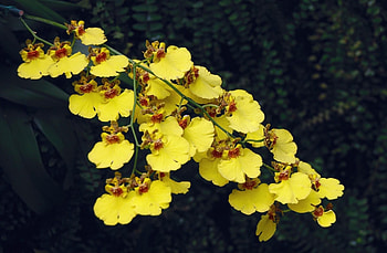 Flowers, Branch, Sharpness, Orchid HD wallpaper