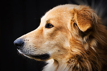 Dog, dogs, puppies, brown, animals HD wallpaper