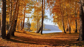 Landscape, Trees, Autumn, Leaves, Birches HD wallpaper
