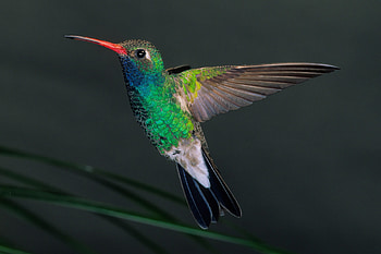Broad-billed, Hummingbirds HD wallpaper