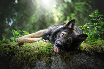 German Shepherd Tongue Out , german-shepherd, animals, dog HD wallpaper