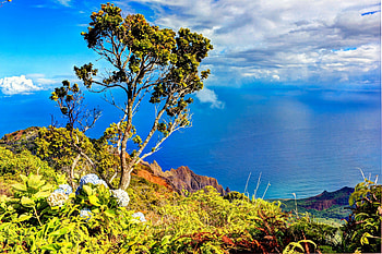 Kalalau Valley lookout Kauai Hawaii, island, coastline, hawaii, coast, tropical, vista, kalalau, volcanic, canyon, islands, ocean, sea, hydrangea, exotic, paradise, lookout, na pali, kauai, tree, mountain, polynesian, cliffs, valley, view, flowers, polynesia HD wallpaper