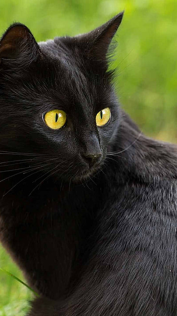 Black Cat, Adorable Black HD phone wallpaper