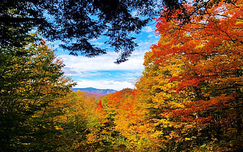 Peak foliage at Coolidge State Park in Plymouth, Vermont, leaves, fall, clouds, landscape, colors, trees, sky, usa HD wallpaper