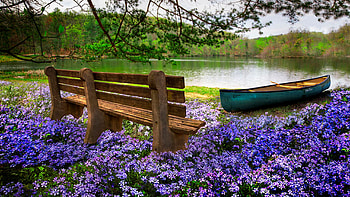 Tranquility in the Cherokee National Forest, boat, bench, landscape, lake, usa, blossoms, trees, flowers, tennessee HD wallpaper