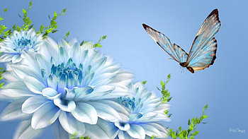 Flower, Macro, Flight, Butterfly HD wallpaper