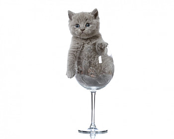 One glass of kitten, animal, white, grey, cute, cat, pisica, glass, funny, card HD wallpaper