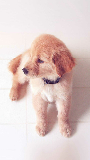 Puppy , Cute puppy, High-quality , Adorable animal HD phone wallpaper