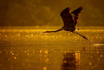 Heron, animal, bird, water HD wallpaper