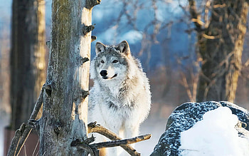 Female Gray Wolf, Alaska Wildlife Conservation Center, Portage, Alaska, trees, forest, predator, snow, usa HD wallpaper