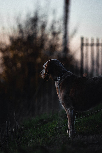 Sunset, Dark, Dog HD phone wallpaper
