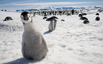 Animals, Birds, Pinguins, Snow, Cold, Multitude, Lots Of HD wallpaper