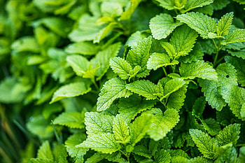 Lemon Balm vs. Mint, Plant differences, Plan Your Patch, Herb planting HD wallpaper