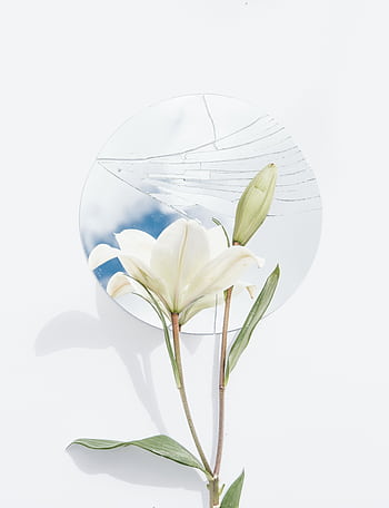 A white lily in front of a broken mirror, reflecting the sky. Minimalist floral art. HD phone wallpaper