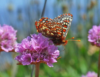 Sweet stops, purple, white, black, butterfly, flower, colors, orange HD wallpaper