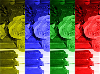 a musical rose, rose, music, piano, flower HD wallpaper