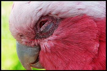 Whos a pretty boy then, beak, pink, white, cockatoo, eye HD wallpaper