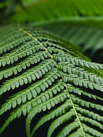 Plant, Macro, Fern, Sheet, Leaf, Branch HD phone wallpaper