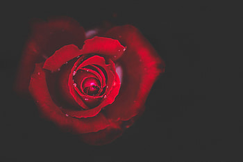 Drops, Dark, Rose Flower, Rose, Bud, Close-Up HD wallpaper